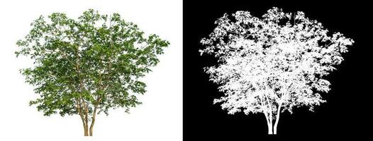 Isolated single green tree with clipping path and alpha channel on black background. photo