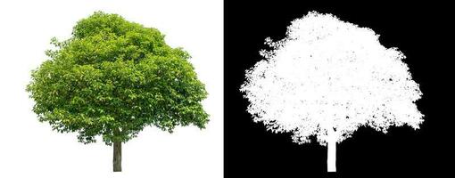 Isolated green tree with clipping path and alpha channel on black background. photo