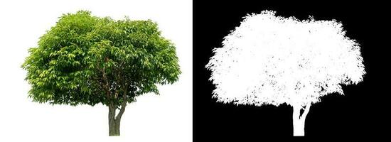 Isolated green tree with clipping path and alpha channel on black background. photo