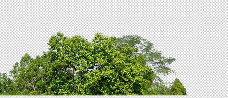 Green trees isolated on transparent background forest and summer foliage for both print and web with cut path and alpha channel photo