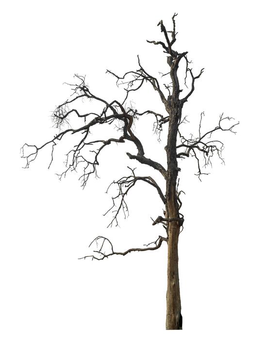 Half Dead Tree Stock Photos, Images and Backgrounds for Free Download
