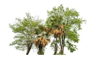 árbol verde aislado sobre fondo blanco. foto