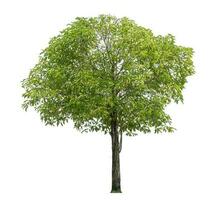 Green tree isolated on white background. photo