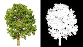 Isolated single tree with clipping path and alpha channel on black background. photo