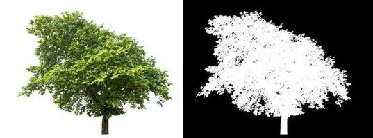 Isolated single green tree with clipping path and alpha channel on black background. photo