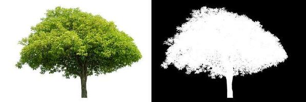 Isolated green tree with clipping path and alpha channel on black background. photo