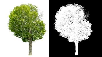 Isolated green tree with clipping path and alpha channel on black background. photo