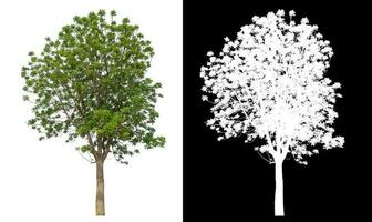 Isolated single green tree with clipping path and alpha channel on black background. photo