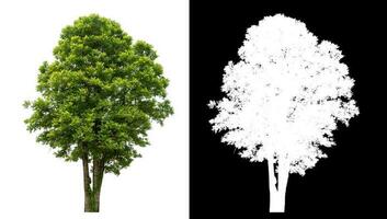 Isolated single green tree with clipping path and alpha channel on black background. photo