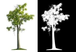 Isolated green tree with clipping path and alpha channel on black background. photo