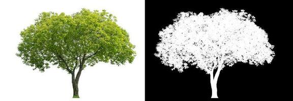 Isolated green tree with clipping path and alpha channel on black background. photo