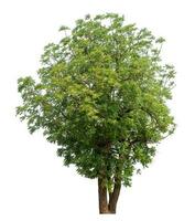 Green tree isolated on white background. photo