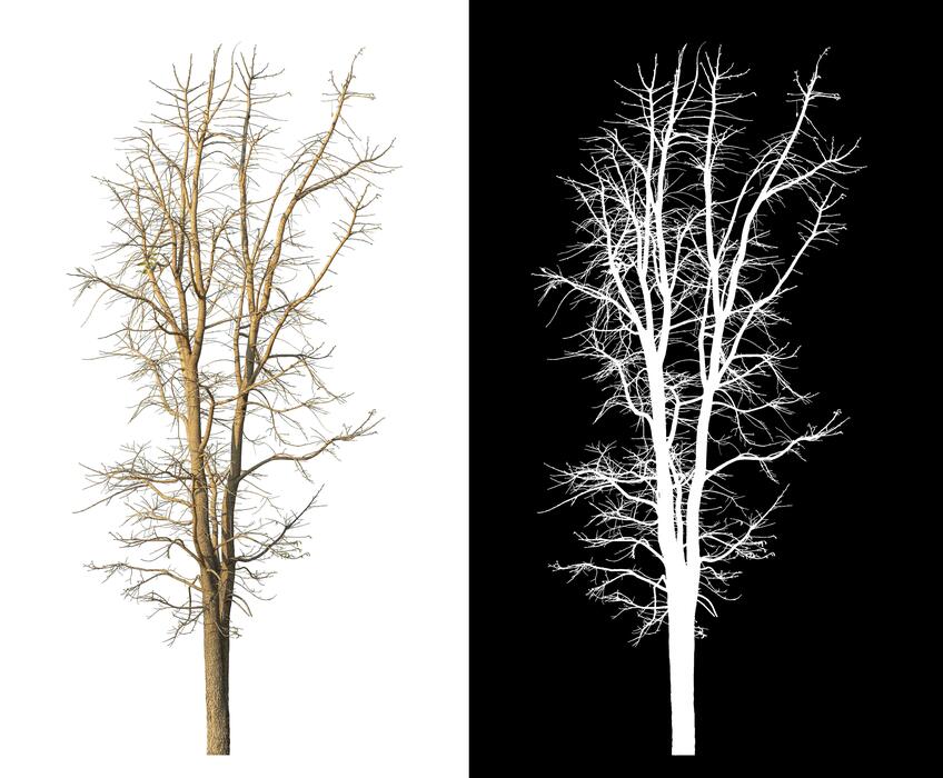 Half Dead Tree Stock Photos, Images and Backgrounds for Free Download