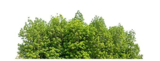 Green Trees isolated on white background.are Forest and foliage in summer for both printing and web pages with cut path and alpha channel photo