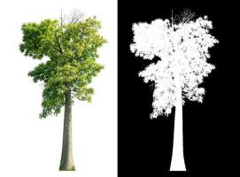 Isolated green tree with clipping path and alpha channel on black background. photo
