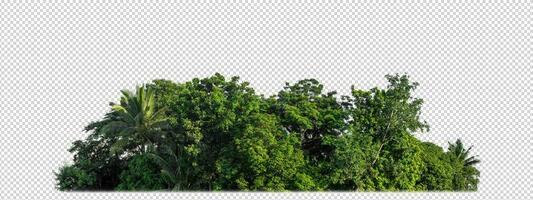 Green trees isolated on transparent background forest and summer foliage for both print and web with cut path and alpha channel photo