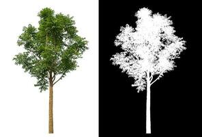 Single tree with clipping path and alpha channel on black background. photo