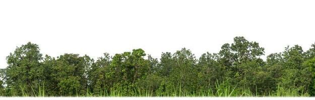 Green Trees isolated on white background. are Forest and foliage in summer for both printing and web pages with cut path and alpha channel photo