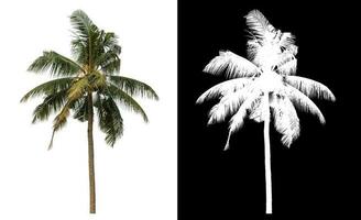 coconut tree with clipping path and alpha channel on black background. photo