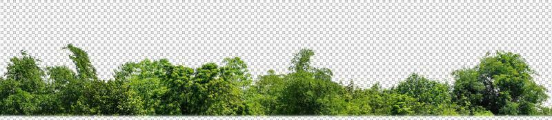 Green trees isolated on transparent background forest and summer foliage for both print and web with cut path and alpha channel photo