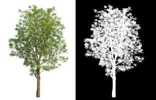 Isolated single green tree with clipping path and alpha channel on black background. photo