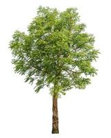 Green tree isolated on white background. photo