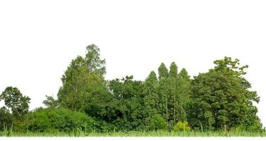 Green Trees isolated on white background. are Forest and foliage in summer for both printing and web pages with cut path and alpha channel photo