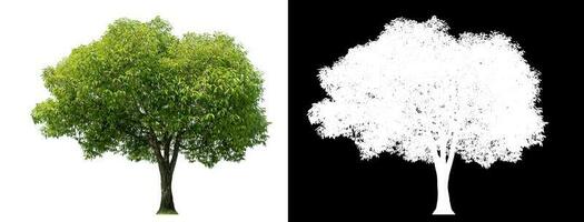 Isolated green tree with clipping path and alpha channel on black background. photo