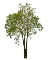 Green tree isolated on white background. photo