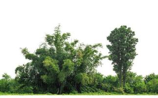 árboles verdes aislados sobre fondo blanco. son bosques y follaje en verano tanto para impresión como para páginas web con ruta de corte y canal alfa foto