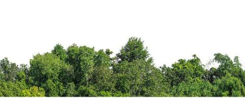 Green Trees isolated on white background. are Forest and foliage in summer for both printing and web pages with cut path and alpha channel photo