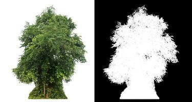 Isolated single green tree with clipping path and alpha channel on black background. photo