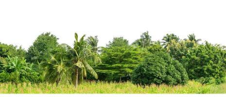 Green Trees isolated on white background. are Forest and foliage in summer for both printing and web pages with cut path and alpha channel photo