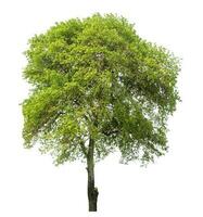 Green tree isolated on white background. photo