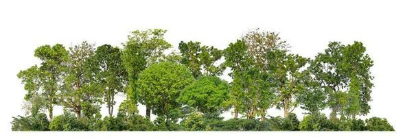Green Trees isolated on white background. are Forest and foliage in summer for both printing and web pages with cut path and alpha channel photo