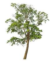 Green tree isolated on white background. photo