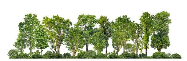 Green Trees isolated on white background. are Forest and foliage in summer for both printing and web pages with cut path and alpha channel photo