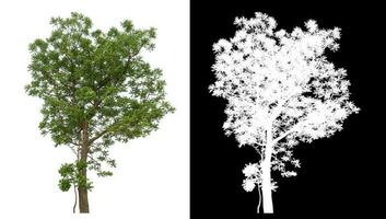 Isolated single green tree with clipping path and alpha channel on black background. photo