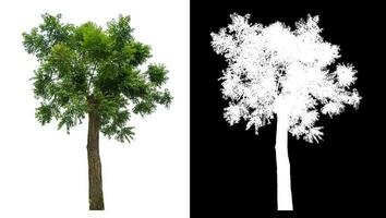 Isolated single green tree with clipping path and alpha channel on black background. photo