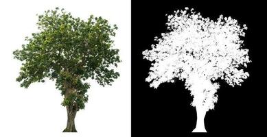 Isolated single tree with clipping path and alpha channel on black background. photo