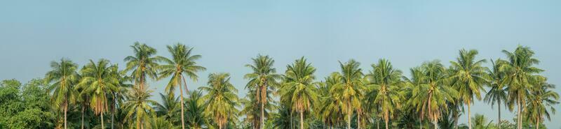 Panoramic view of green palm trees in summer, Blue sky background. photo