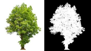 Isolated single green tree with clipping path and alpha channel on black background. photo