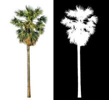 sugar palm with clipping path and alpha channel on black background. photo