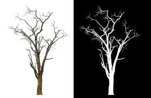 Isolated dead tree with clipping path and alpha channel on black background. photo