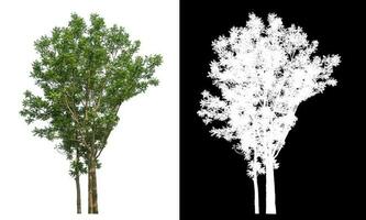 Isolated single green tree with clipping path and alpha channel on black background. photo