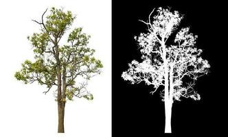 Isolated single tree with clipping path and alpha channel on black background. photo