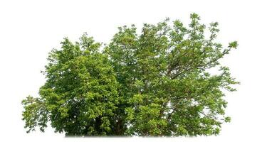 Shrubs isolated on white background. photo