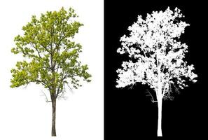 Isolated single tree with clipping path and alpha channel on black background. photo