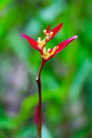 flor de ave del paraíso, flor de heliconia foto