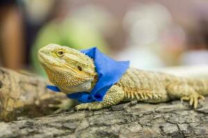 Head and eye of Iguana photo